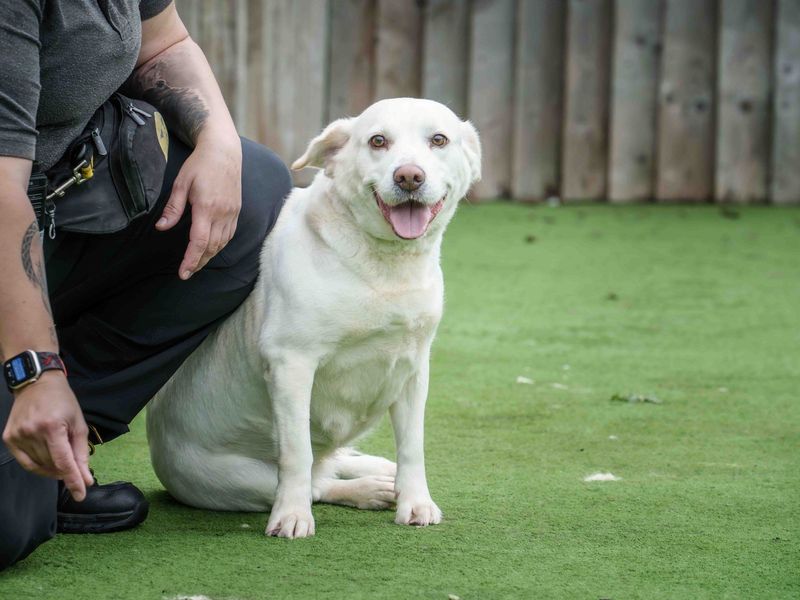 Bertha | Retriever (Labrador) Cross | Loughborough - 4