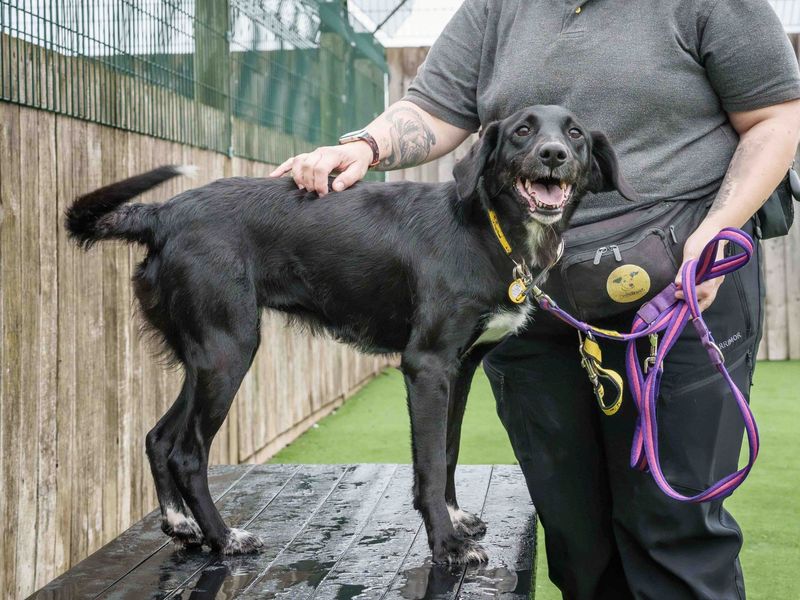 Sally | Retriever (Labrador) Cross | Loughborough - 2