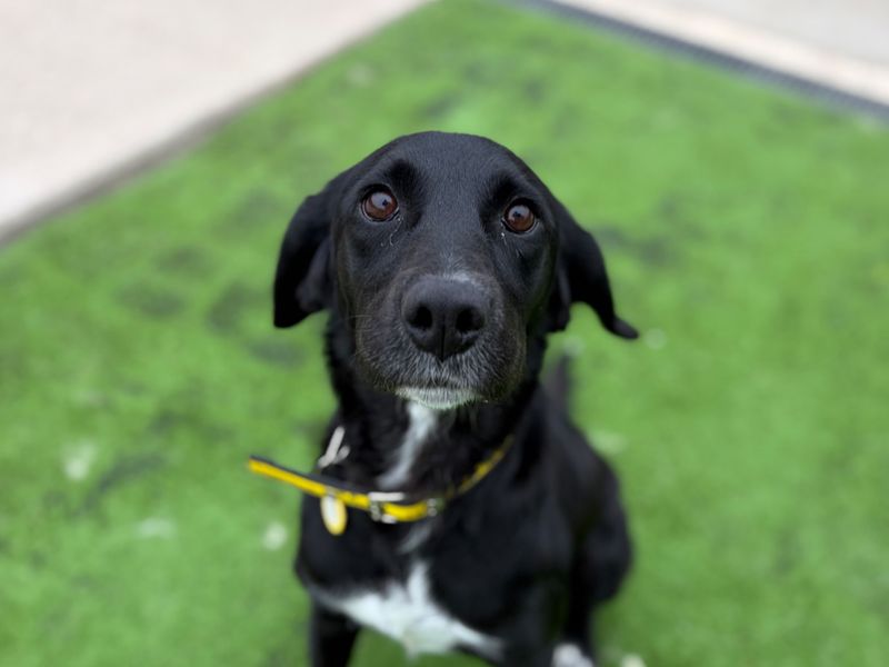 Sally | Retriever (Labrador) Cross | Loughborough - 4