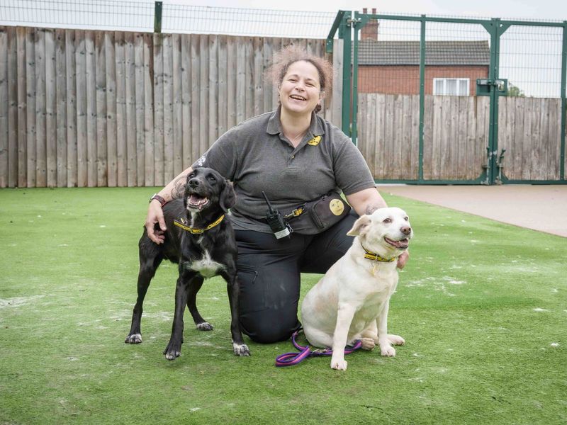 Sally | Retriever (Labrador) Cross | Loughborough - 3