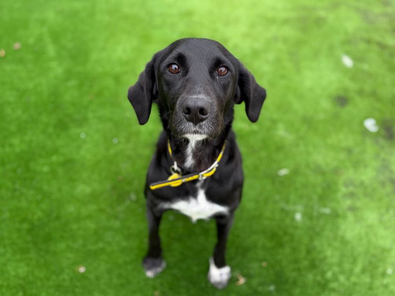 Sally | Retriever (Labrador) Cross | Loughborough - 6