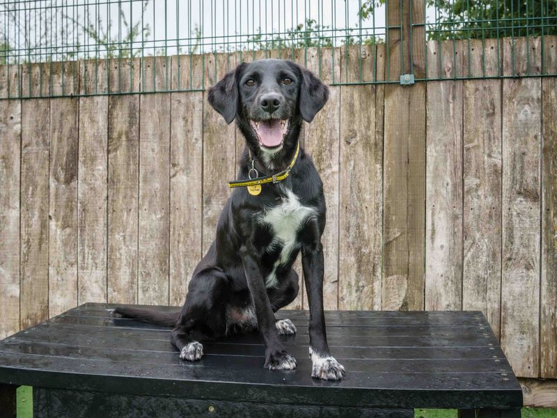Adopt a Retriever (Labrador) Cross Rescue Dog | Sally | Dogs Trust