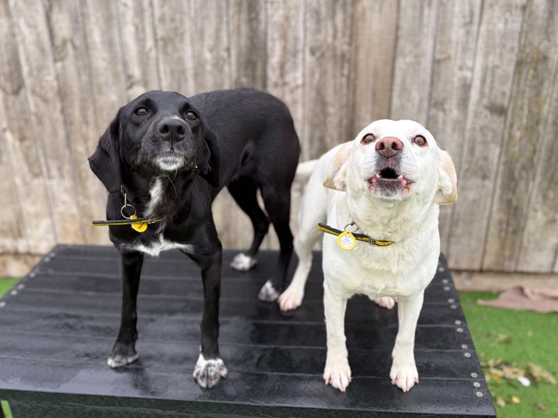 Sally | Retriever (Labrador) Cross | Loughborough - 5
