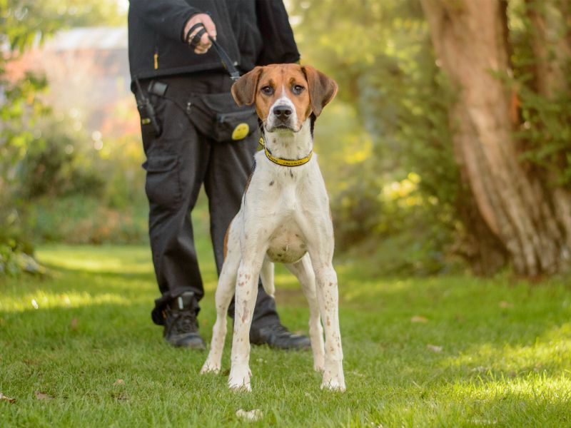 Beryl | Foxhound | Kenilworth (West Midlands) - 1