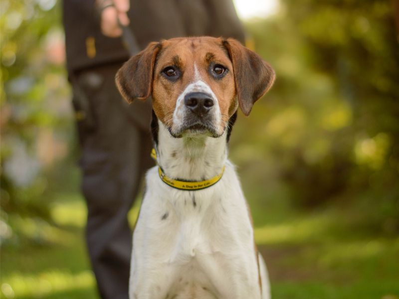 Beryl | Foxhound | Kenilworth (West Midlands) - 2