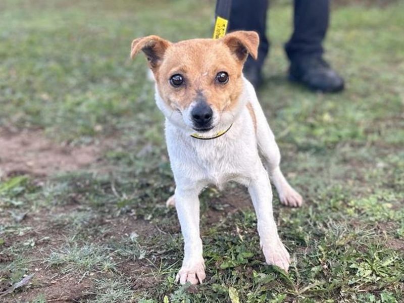 Jack Russell Terrier Dogs And Puppies For Adoption