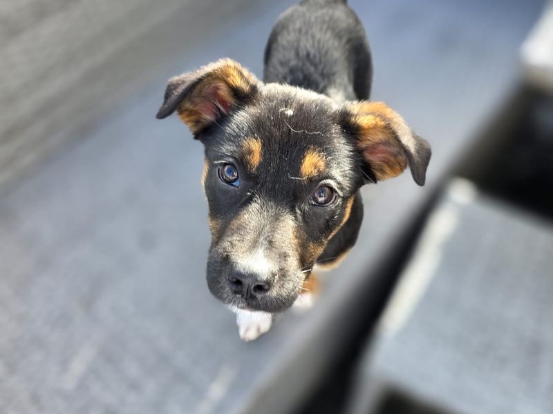 Callie | Collie (Border) Cross | Ballymena (Northern Ireland) - 1