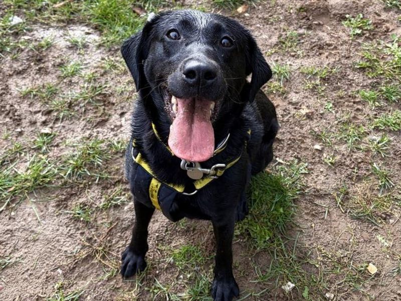 Willow | Retriever (Labrador) | Snetterton (Norfolk) - 1