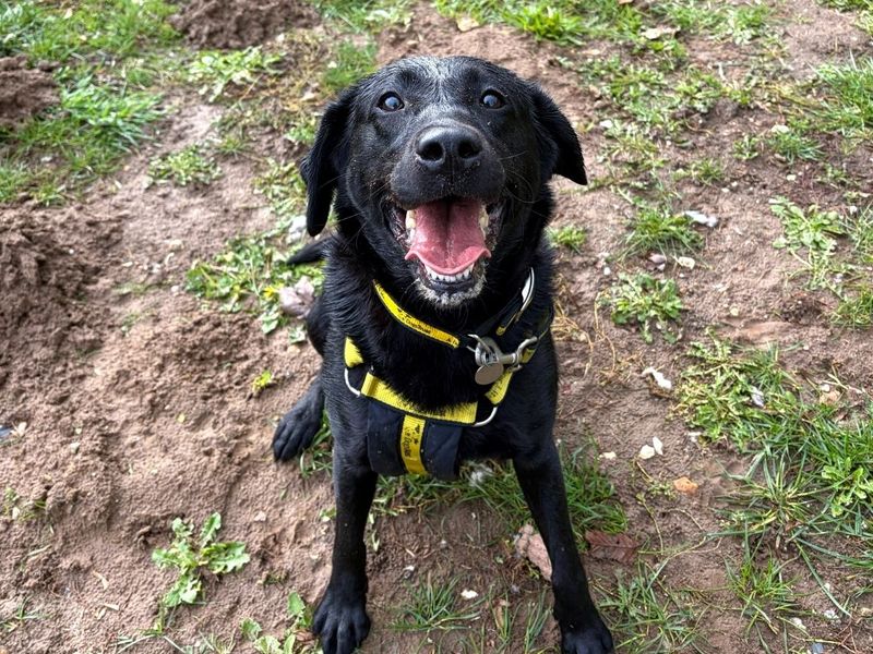 Willow | Retriever (Labrador) | Snetterton (Norfolk) - 2