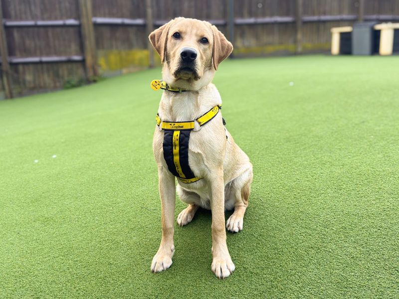 Marley | Retriever (Labrador) | Salisbury (Wiltshire) - 4