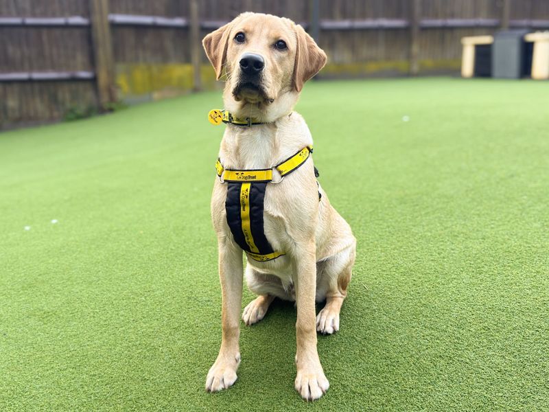 Marley | Retriever (Labrador) | Salisbury (Wiltshire) - 1