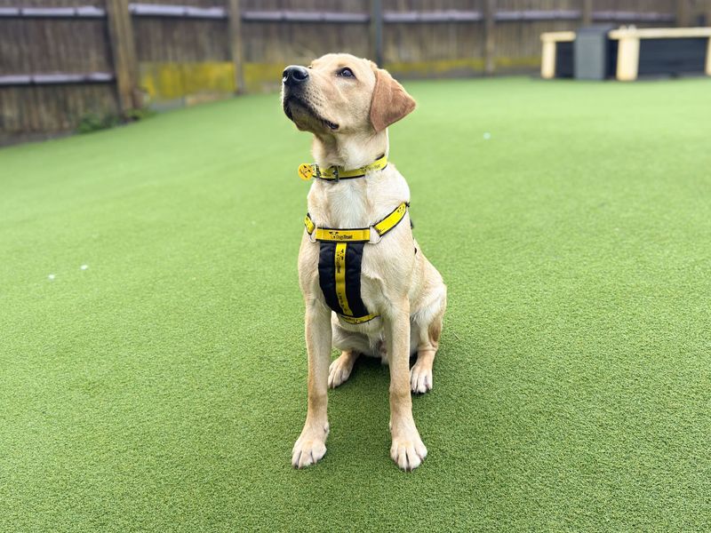 Marley | Retriever (Labrador) | Salisbury (Wiltshire) - 3