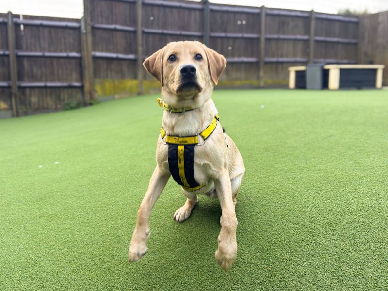 Marley | Retriever (Labrador) | Salisbury (Wiltshire) - 2