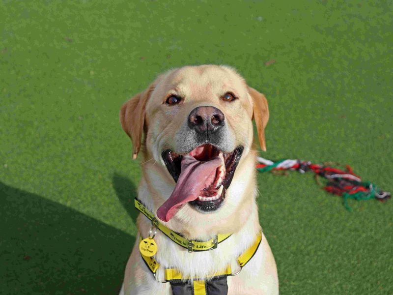 Leo | Retriever (Labrador) | Glasgow - 4