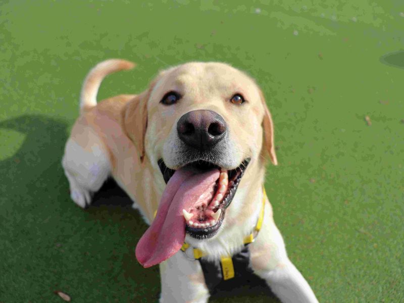 Leo | Retriever (Labrador) | Glasgow - 5