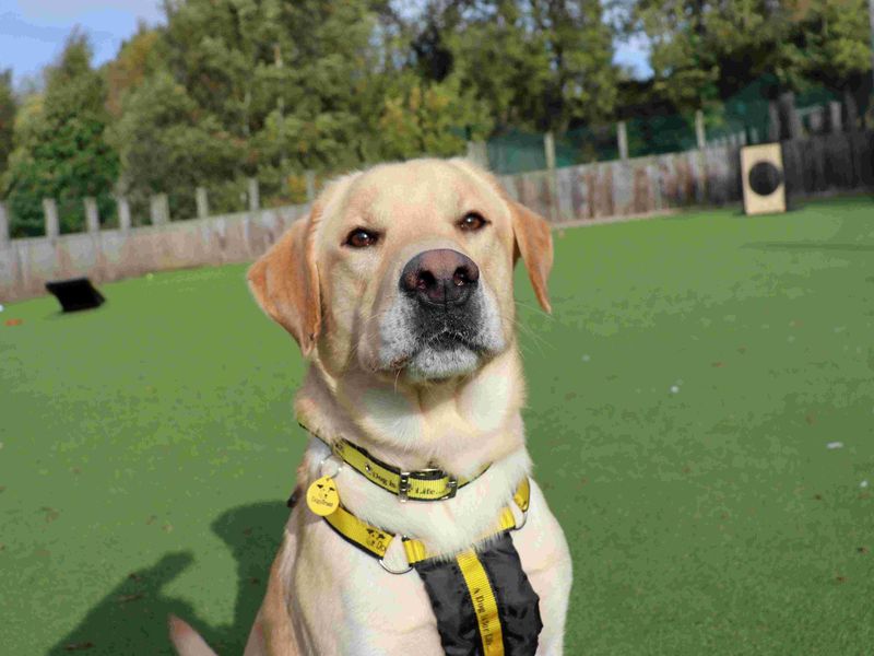 Leo | Retriever (Labrador) | Glasgow - 1