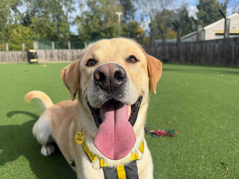 Leo | Retriever (Labrador) | Glasgow - 2