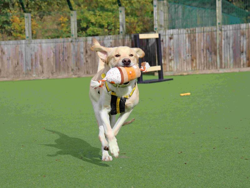 Leo | Retriever (Labrador) | Glasgow - 3
