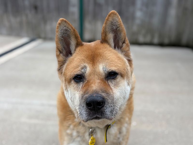 Judge | Akita | Loughborough - 1