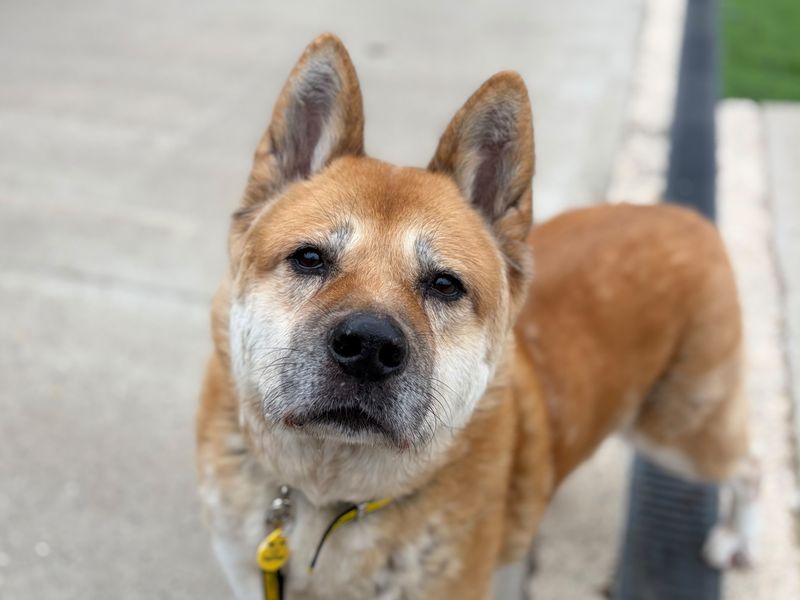 Judge | Akita | Loughborough - 2