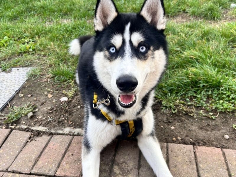 Zino | Siberian Husky | Loughborough - 1
