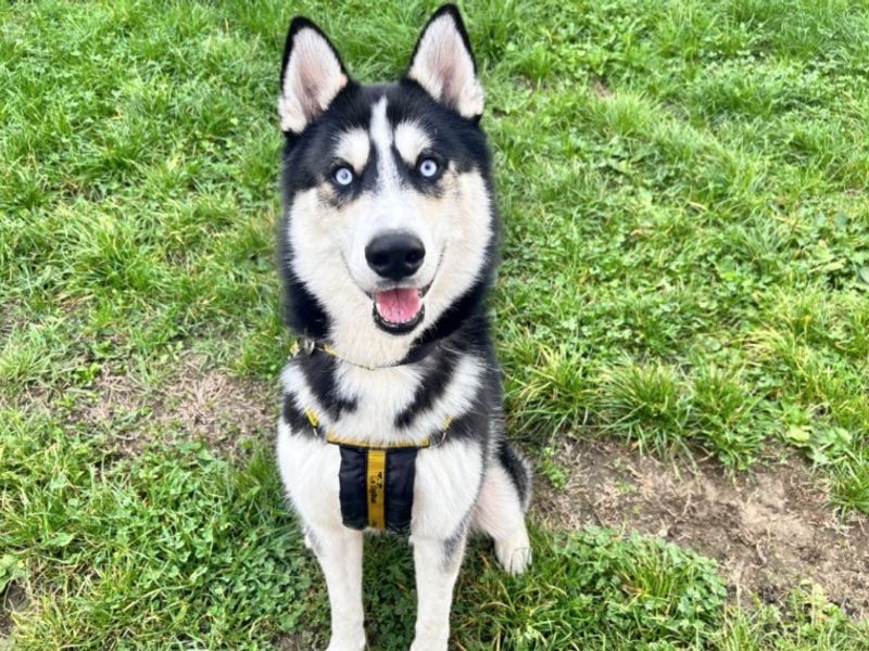 Zino | Siberian Husky | Loughborough - 3