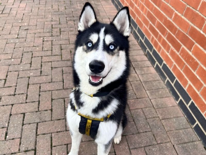 Zino | Siberian Husky | Loughborough - 2