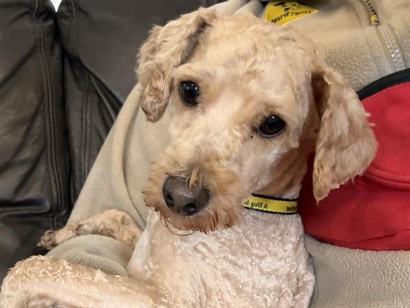 Louie & Reggie | Poodle (Toy) Cross | Bridgend (Wales) - 3