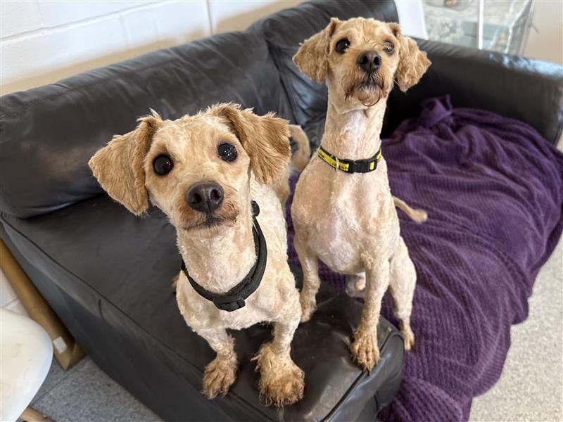 Louie & Reggie | Poodle (Toy) Cross | Bridgend (Wales) - 5