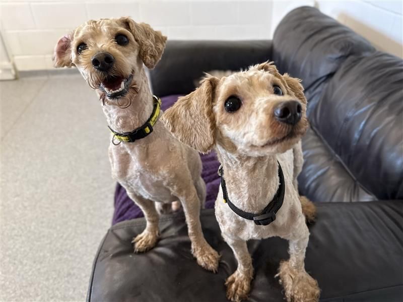 Louie & Reggie | Poodle (Toy) Cross | Bridgend (Wales) - 4