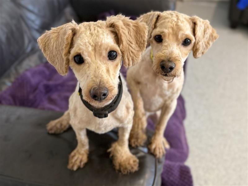 Louie & Reggie | Poodle (Toy) Cross | Bridgend (Wales) - 6