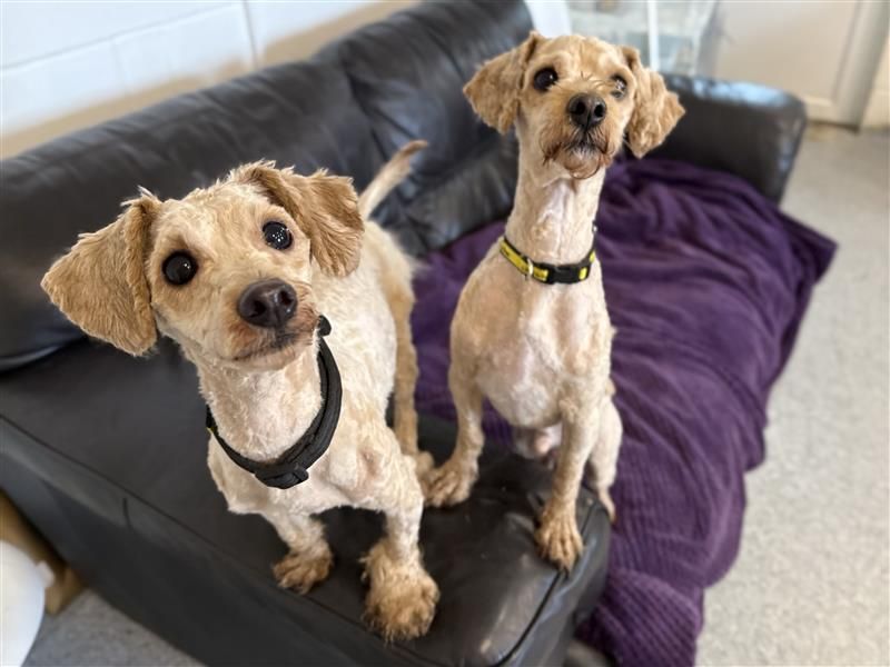 Louie & Reggie | Poodle (Toy) Cross | Bridgend (Wales) - 1