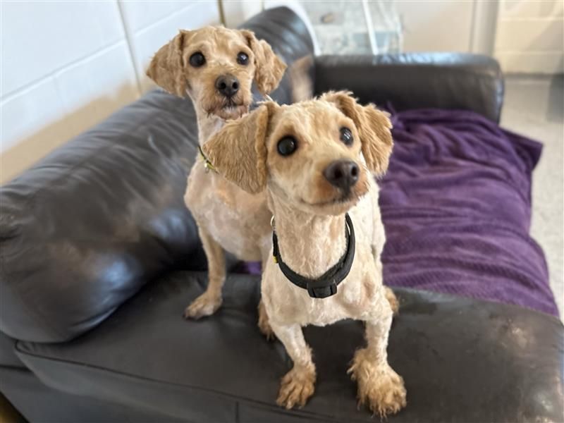 Louie & Reggie | Poodle (Toy) Cross | Bridgend (Wales) - 2