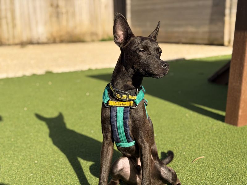 Angus | Terrier (Jack Russell) Cross | Salisbury (Wiltshire) - 7