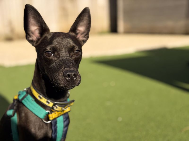 Angus | Terrier (Jack Russell) Cross | Salisbury (Wiltshire) - 4