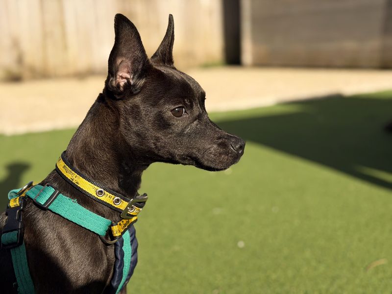 Angus | Terrier (Jack Russell) Cross | Salisbury (Wiltshire) - 6