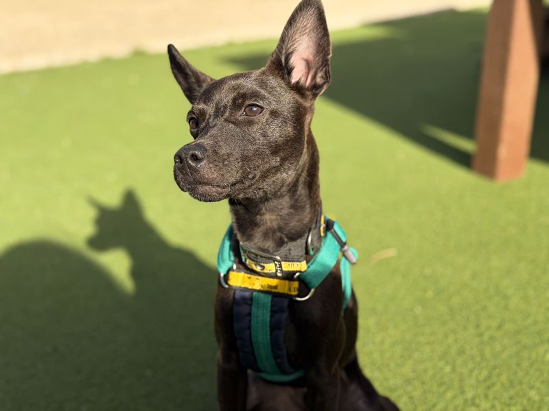 Angus | Terrier (Jack Russell) Cross | Salisbury (Wiltshire) - 5