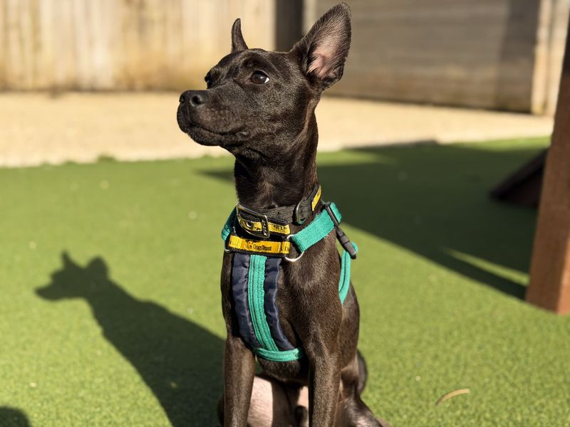 Angus | Terrier (Jack Russell) Cross | Salisbury (Wiltshire) - 3
