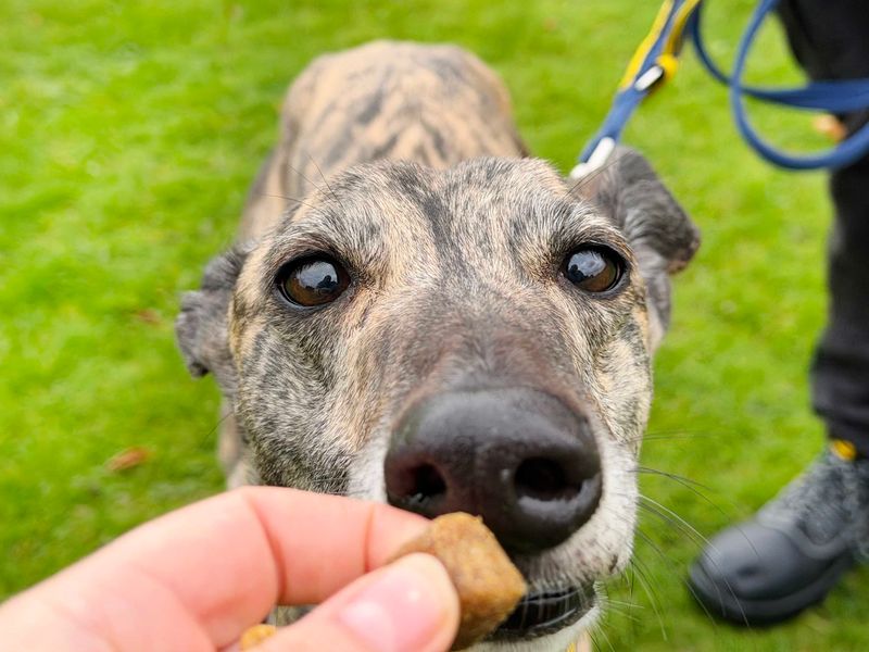 Greyhound Dogs And Puppies For Adoption