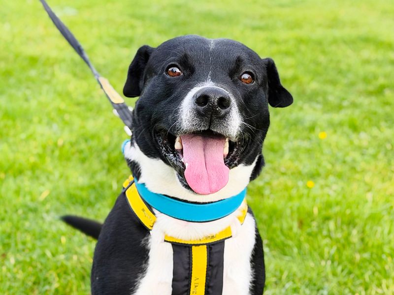 Rio | Terrier (Staffordshire Bull) Cross | Leeds - 1