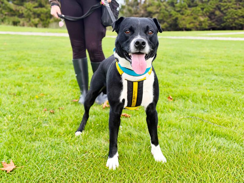 Rio | Terrier (Staffordshire Bull) Cross | Leeds - 2