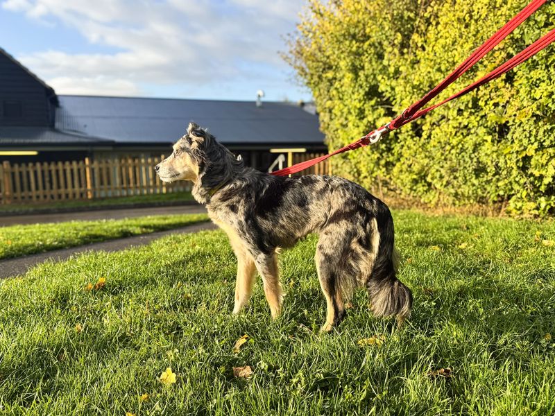 Jazzy | Collie (Border) | Salisbury (Wiltshire) - 5