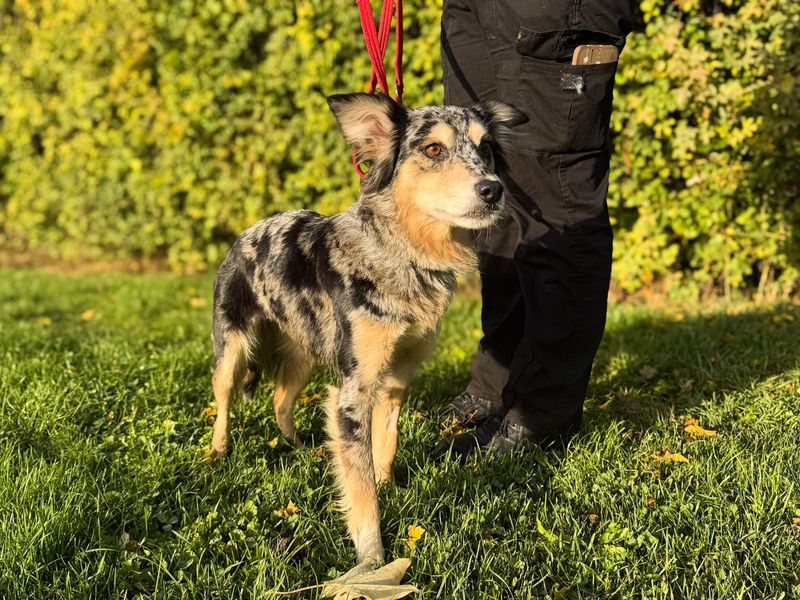 Jazzy | Collie (Border) | Salisbury (Wiltshire) - 2