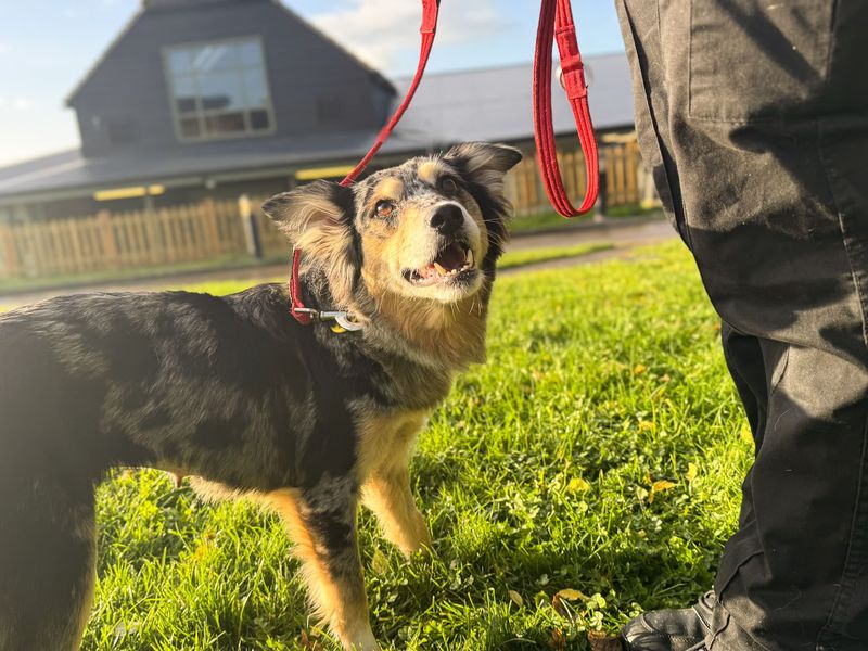 Jazzy | Collie (Border) | Salisbury (Wiltshire) - 6