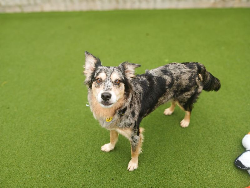 Jazzy | Collie (Border) | Salisbury (Wiltshire) - 3