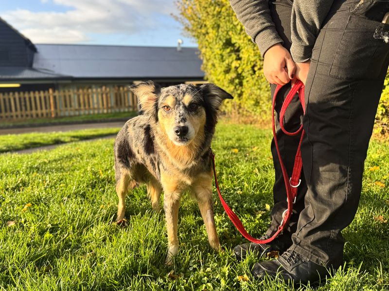 Jazzy | Collie (Border) | Salisbury (Wiltshire) - 4