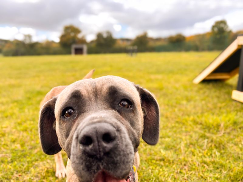 Mouse | Mastiff | Salisbury (Wiltshire) - 2