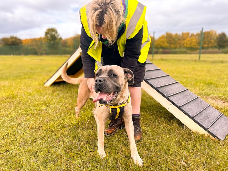 Mouse | Mastiff | Salisbury (Wiltshire) - 5