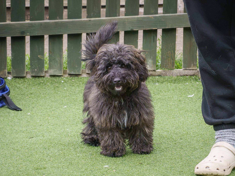 Pip | Terrier (Jack Russell) Cross | Loughborough - 2