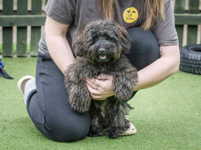 Poodle Dogs And Puppies For Adoption